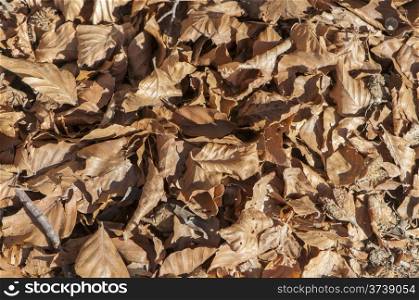 fallen leaves of the trees in full autumn