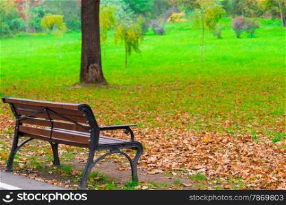 fallen leaves on a lawn in autumn park and bench