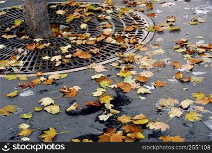 Fallen leaves on asphalt sidewalk in the city
