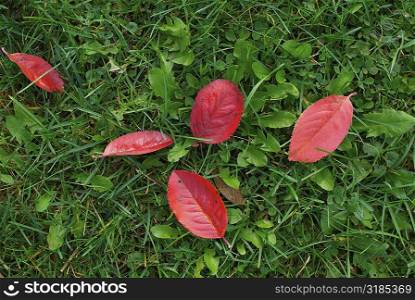 Fallen leaves on green grass