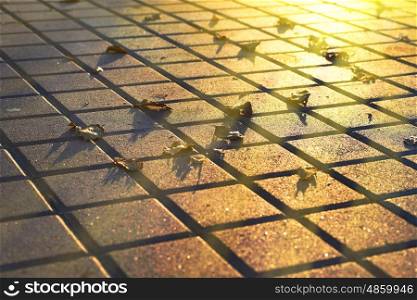 Fallen leaves on the pavement with sunset sun beams. Autumn in the city.
