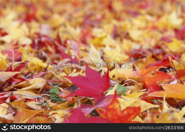 Fallen maple leaf