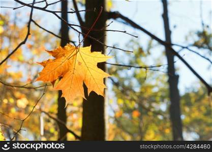 fallen maple leaf on branch in autumn forest