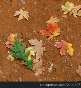 Fallen maple leaves in autumn, Zion National Park, Utah, USA