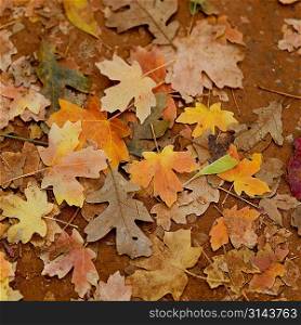 Fallen maple leaves in autumn, Zion National Park, Utah, USA