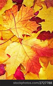 fallen maple multi-coloured leaves...