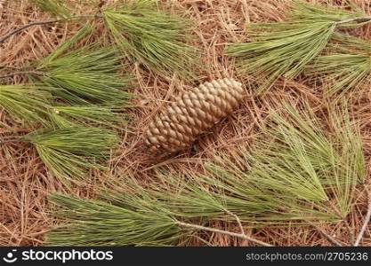 fallen pine