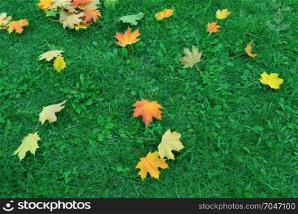 Fallen red and yellow maple leaves on green grass