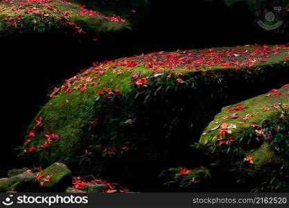 Fallen red maple leaves on the rocks in autumn. Abstract red maple leaves in sunlight against green moss and dark shadow.
