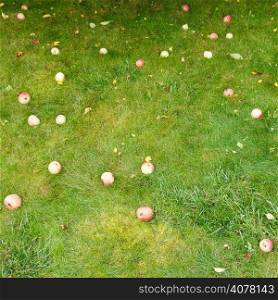 fallen ripe apples lie on green grass in summer day
