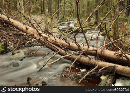fallen tree above stream