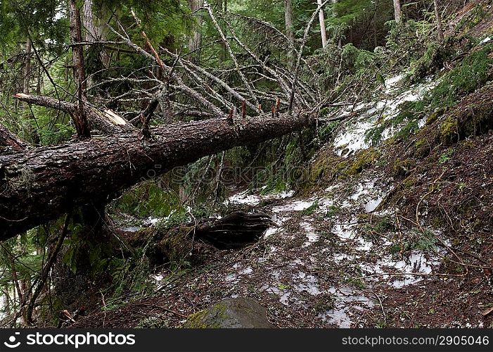 Fallen tree in a forest, Nairn Falls Provincial Park, British Columbia, Canada