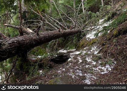 Fallen tree in a forest, Nairn Falls Provincial Park, British Columbia, Canada