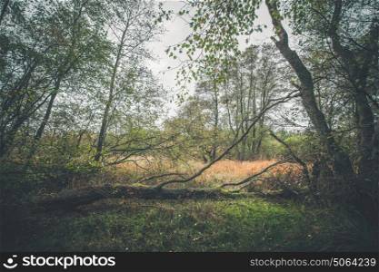 Fallen tree in autumn landscape in a forest