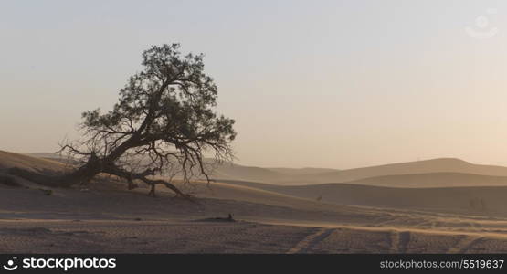 Fallen tree in Erg Chegaga Dunes in Sahara Desert, Souss-Massa-Draa, Morocco