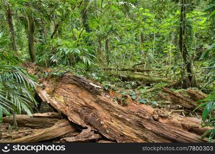 fallen tree in the rainforest. great image of the beauty of the rainforest with fallen log