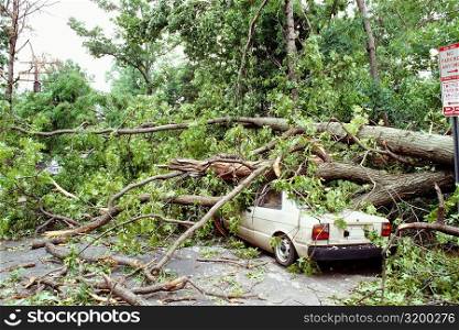 Fallen tree on a car, Washington DC, USA