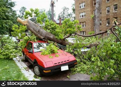 Fallen tree on a car, Washington DC, USA