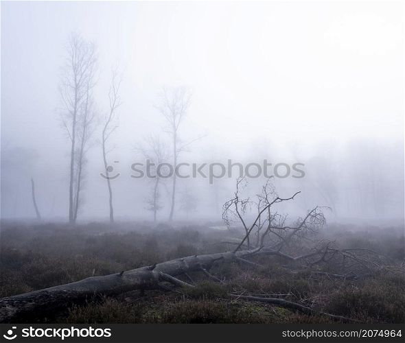 fallen tree on foggy heath with silhouettes of other trees in the background near utrecht in the netherlands