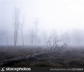 fallen tree on foggy heath with silhouettes of other trees in the background near utrecht in the netherlands
