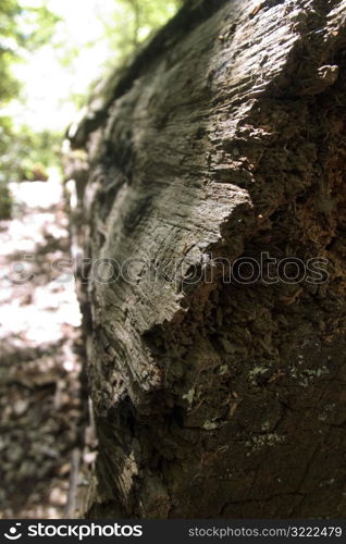 Fallen Tree Trunk