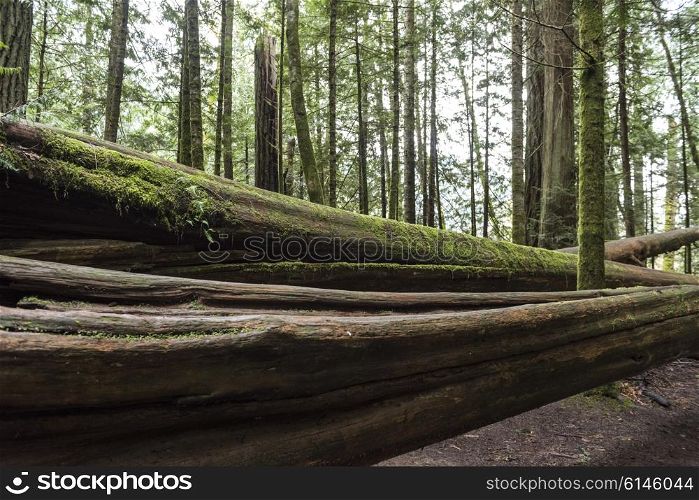 Fallen Trees in a forest, Cathedral Grove, Vancouver Island, British Columbia, Canada