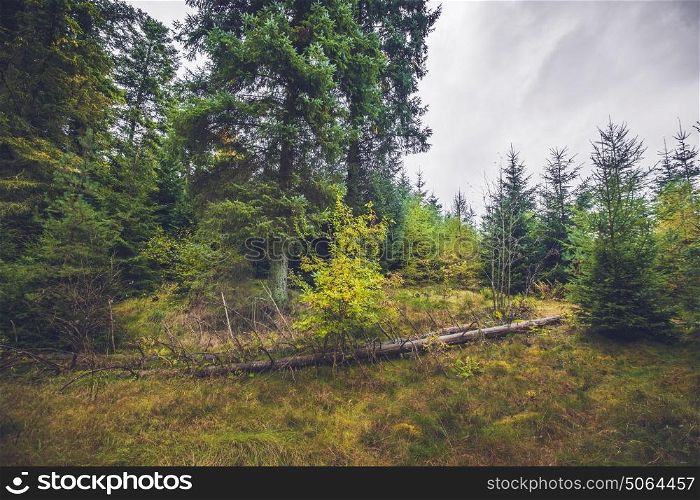 Fallen trees in a pine forest in the fall