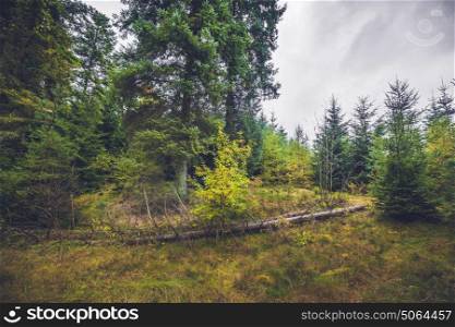 Fallen trees in a pine forest in the fall