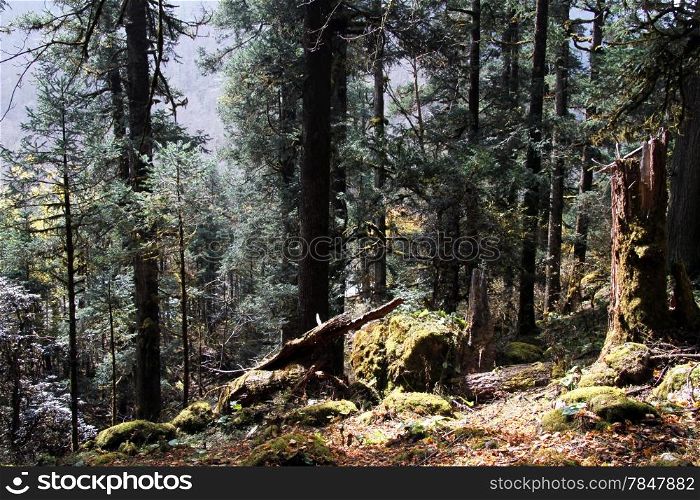 Fallen trees in the autumn forest in mountain, Nepal