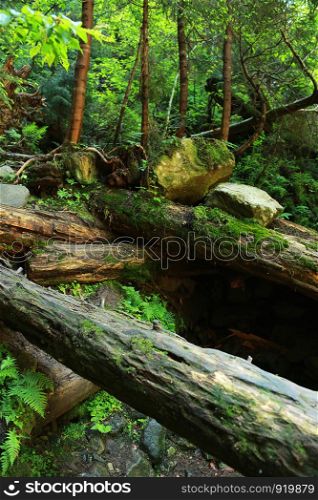 fallen trees in the woods covered with moss. The moss covered rocks and fallen trees an ancient woodland.. The moss covered rocks and fallen trees an ancient woodland. fallen trees in the woods covered with moss