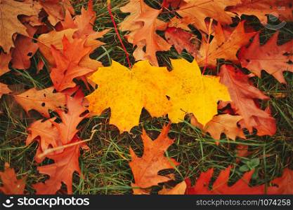Fallen yellow and orange autumn oak and maple leaves on green grass on the ground. Autumn horizontal background with dried leaves in the sunlight. Selective focus. Fallen yellow and orange autumn oak and maple leaves on green grass on the ground. Autumn horizontal background with dried leaves in the sunlight. Selective focus.