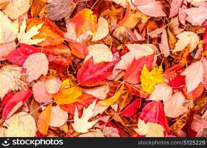 Fallen yellow and red autumn maple leaves