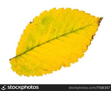 fallen yellow leaf of elm tree isolated on white background