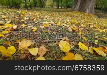 fallen yellow leaves at autumn park, Wide Angle, Dolly shot, Surface Level