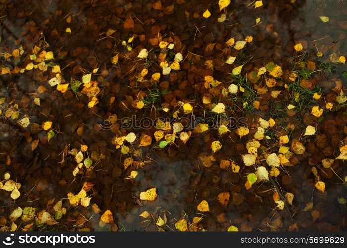 Fallen yellow leaves of birch in a pool of water