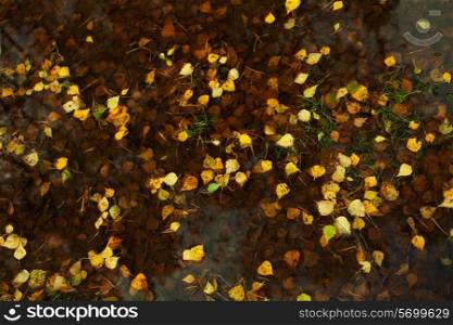 Fallen yellow leaves of birch in a pool of water