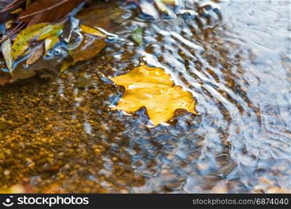 Fallen yellow leaves on the water in autumn