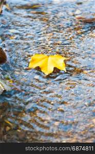 Fallen yellow leaves on the water in autumn