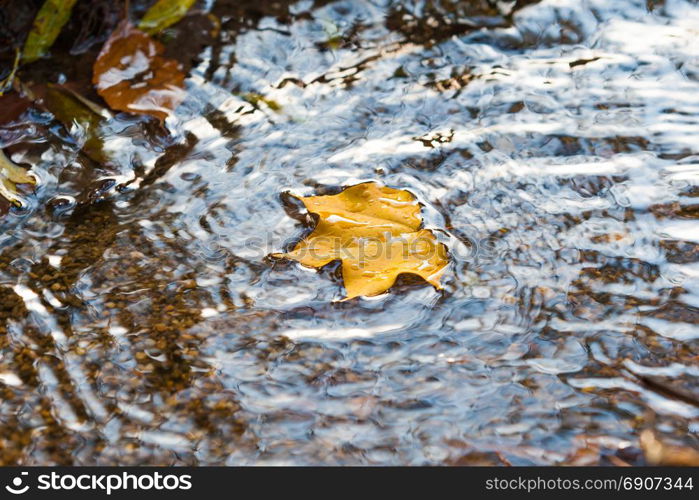 Fallen yellow leaves on the water in autumn