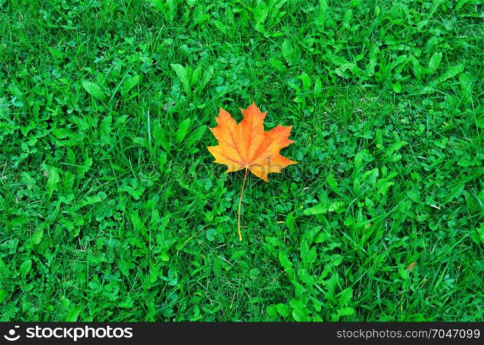 Fallen yellow maple leaves on green grass