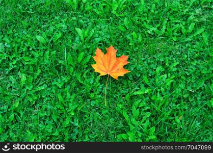 Fallen yellow maple leaves on green grass