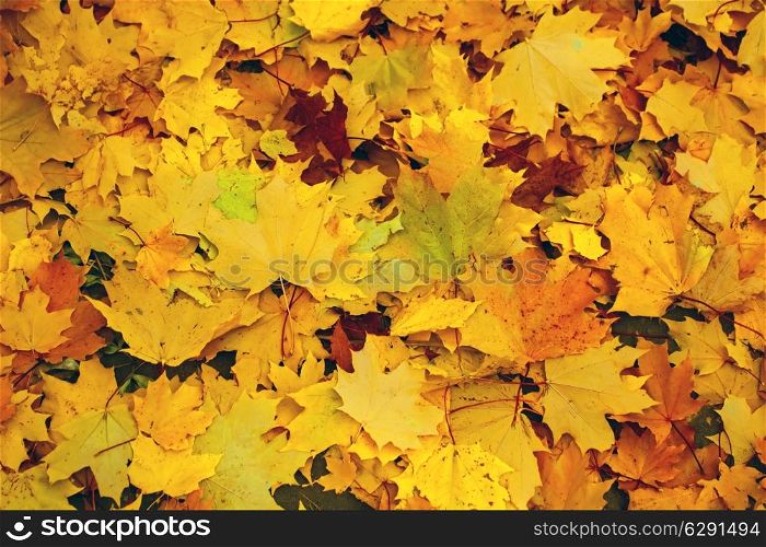 Fallen yellow maple leaves on the ground