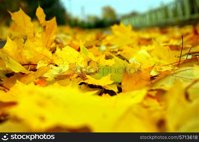 Fallen yellow maple leaves on the ground closeup