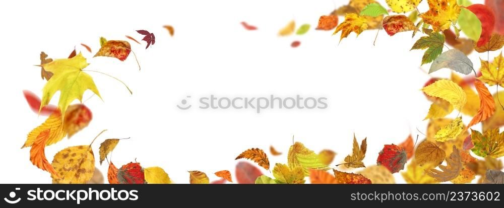 Falling autumn foliage isolated on white. Autumn leaves falling to the ground. Autumn leaves falling and spinning