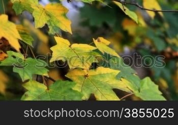 Falling autumn leaves in beautiful colours