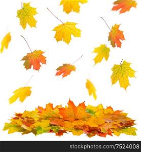 Falling maple leaves isolated on white background. Autumn fall