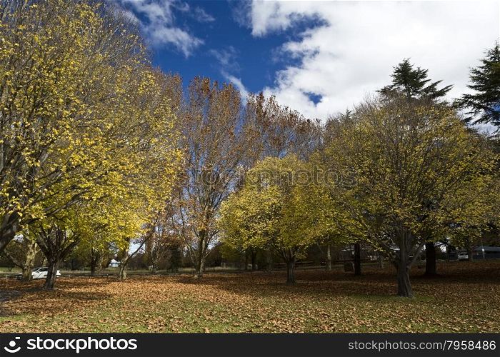 Falling maple tree leaves on the scenic park on an autumn sun