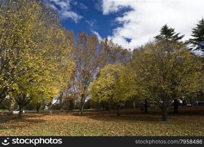 Falling maple tree leaves on the scenic park on an autumn sun