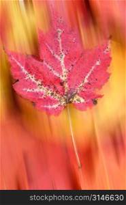 Falling Red Leaf