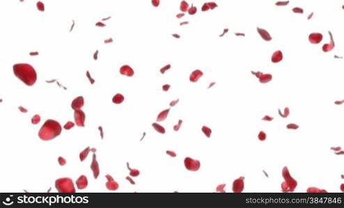 Falling rose petals - looped 3d animation